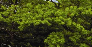 Photos And Video Of Pine Hills South In Moriches Ny